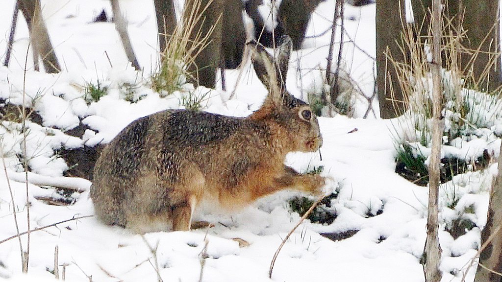 Hare