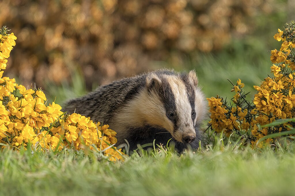 Badger