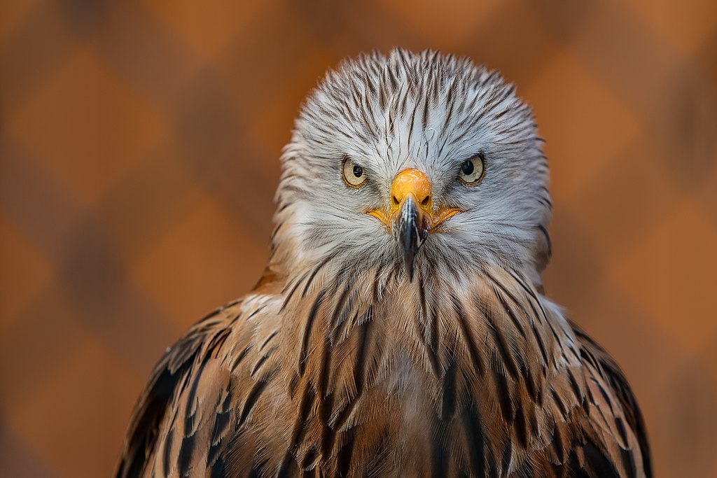Red Kite