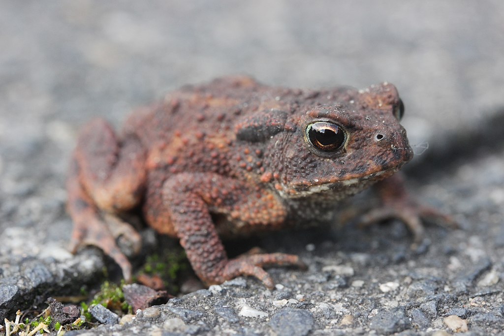 Common Toad