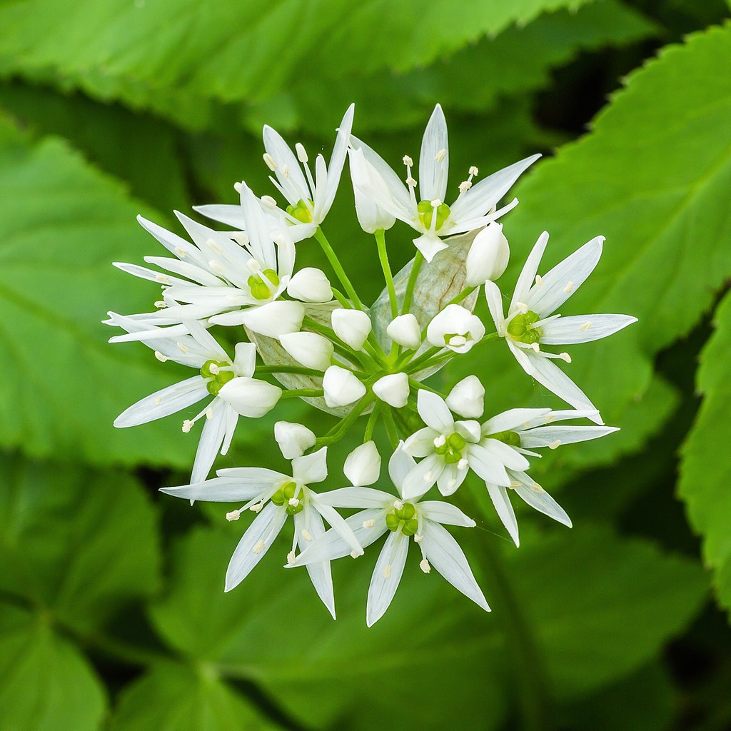 Wild Garlic
