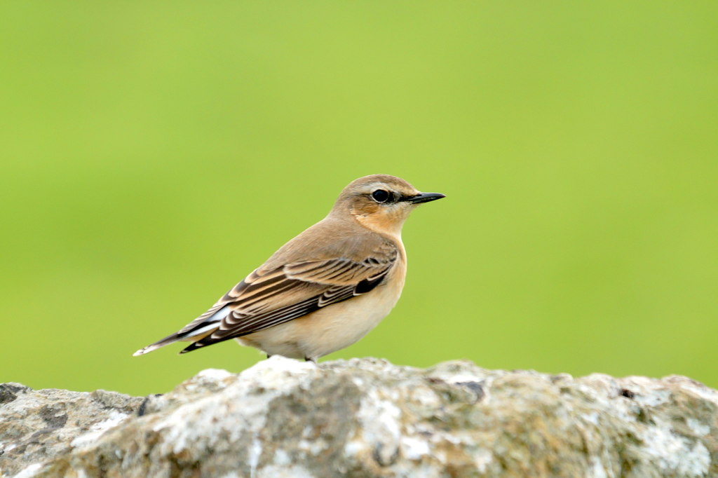 Wheatear