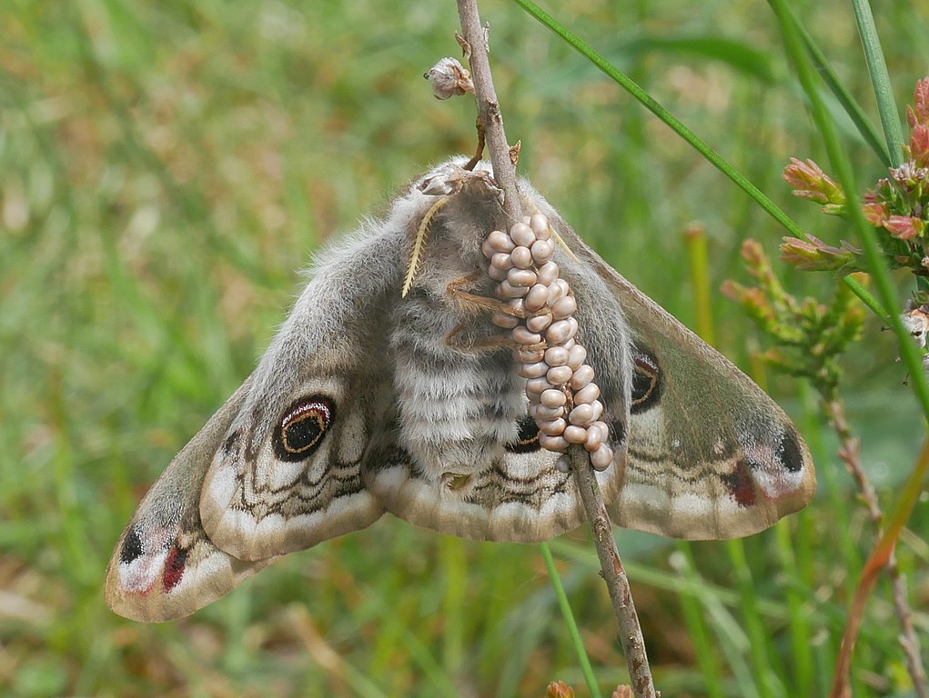 Emperor Moth