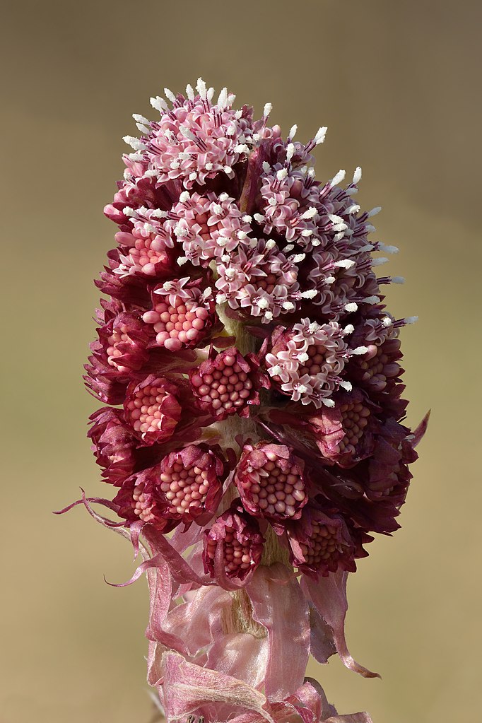 Butterbur