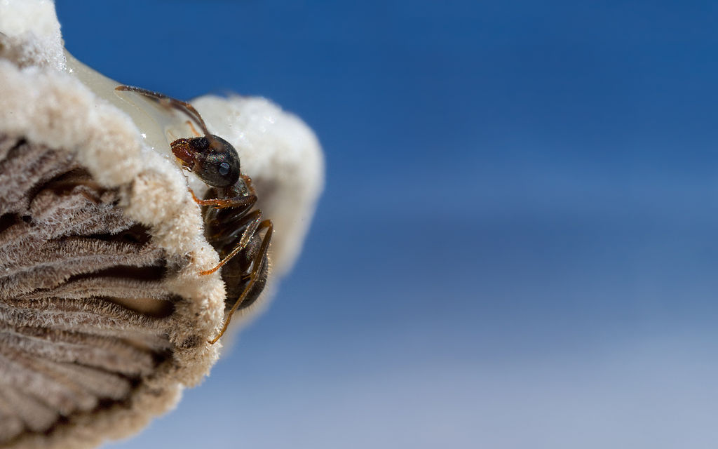 Northern Hairy Wood Ant
