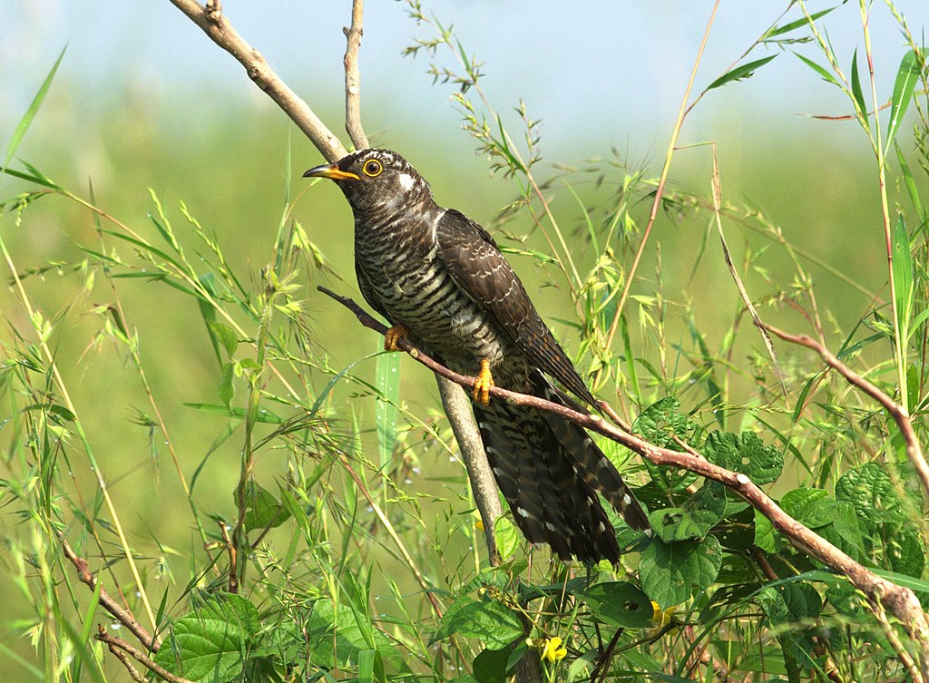 Cuckoo