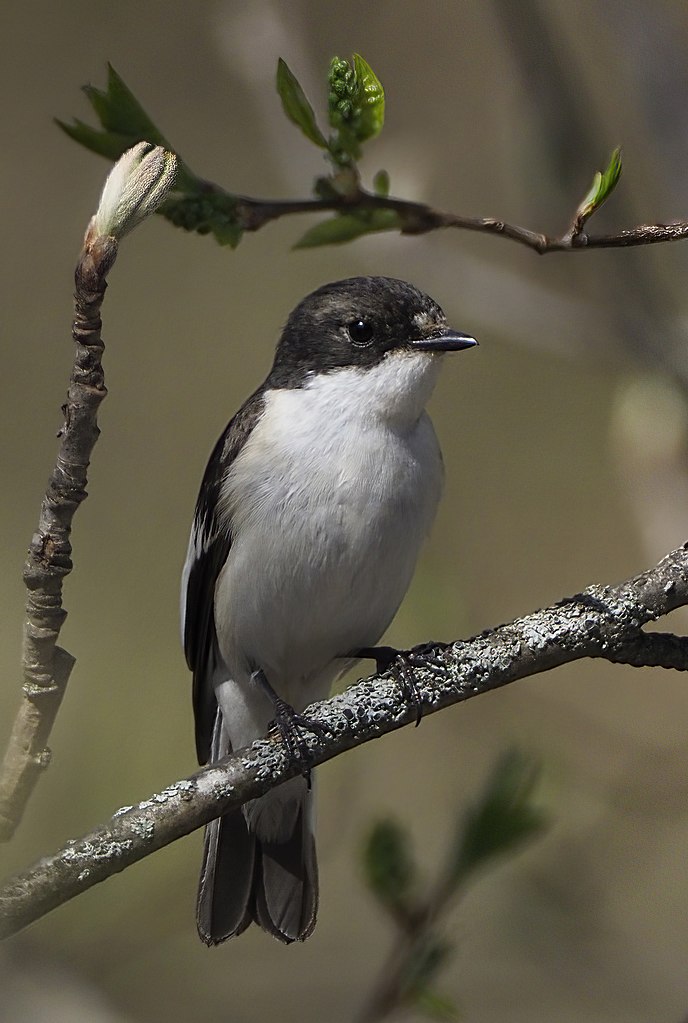 Pied Flycatcher