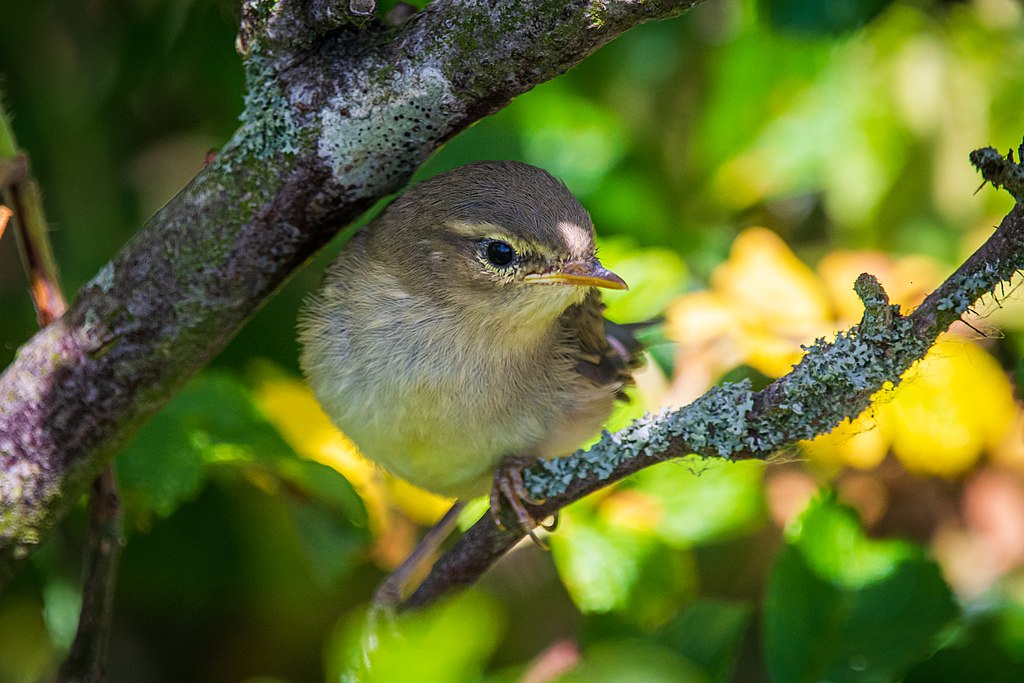 Willow Warbler