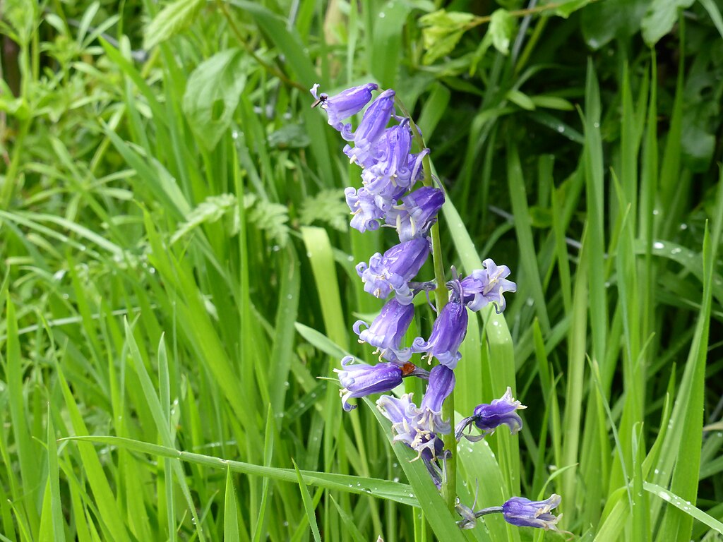 Bluebell