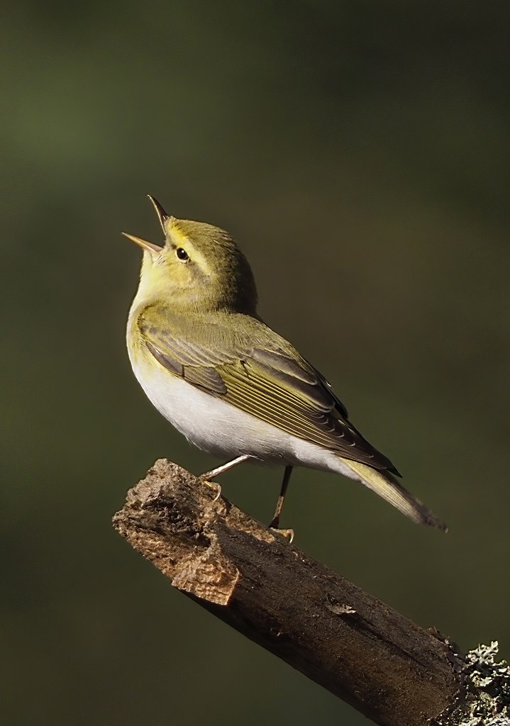 Wood Warbler