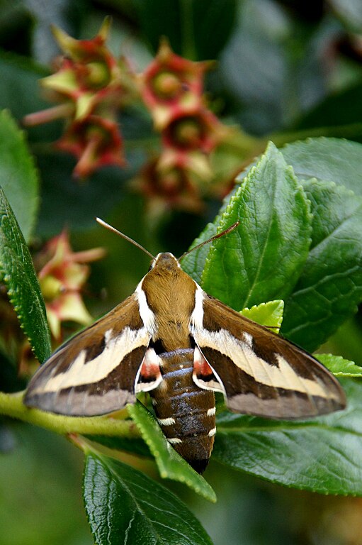 Bedstraw Hawkmoth