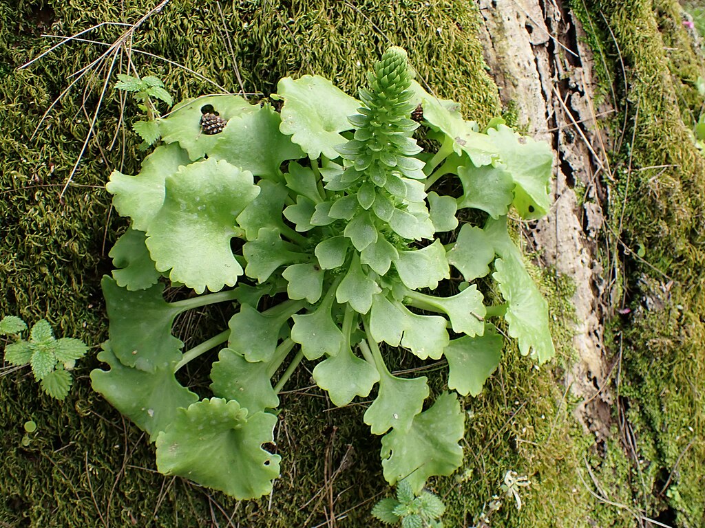 Pennywort