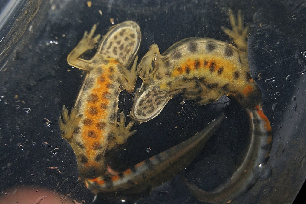 Smooth Newt